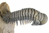 Large, Flying Crotalocephalina Trilobite - Lghaft, Morocco #381464-2